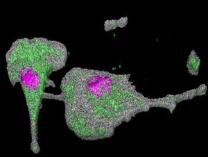 The SARS-CoV-2 virus is transmitted from one macrophage to another via bridge-like cellular projections, enabling it to spread