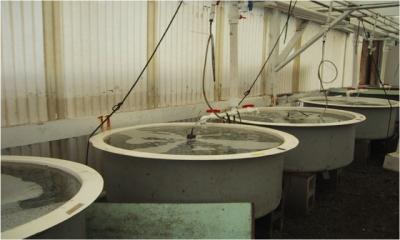 Mesocosms in the RTC greenhouse