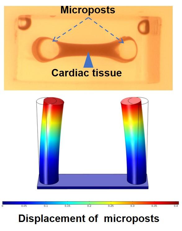 Cardiac scar tissue: A factor which regulates its size | Science Codex