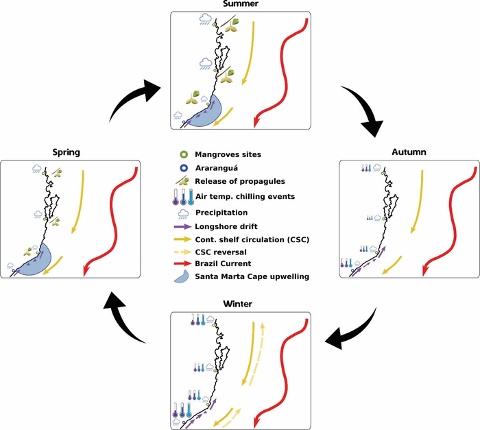 Mangrove spreading in 4 seasons