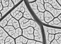 Very Close View of Network of an Aspen (<i>Populus tremuloides</i>) Leaf