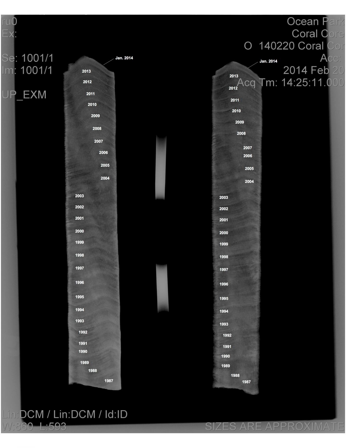 X-ray of Coral Skeleton Core