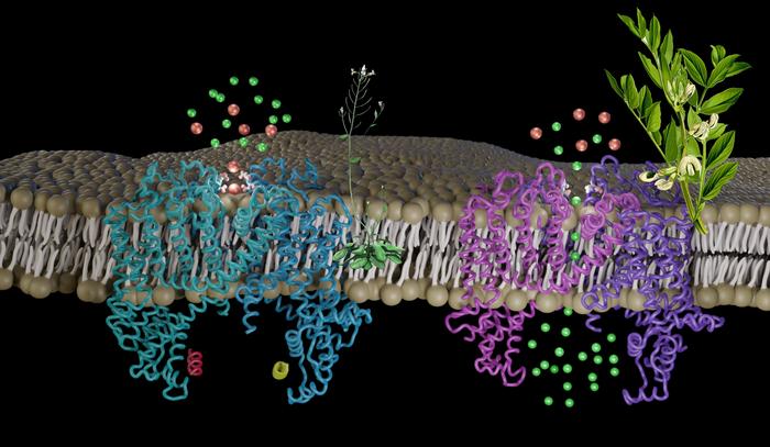 Vacuole Membrane Ion Channel Proteins