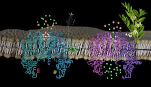 Vacuole Membrane Ion Channel Proteins