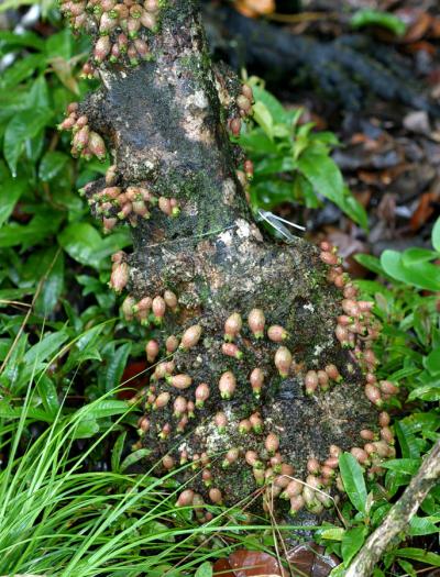 Syzygium mamillatum1