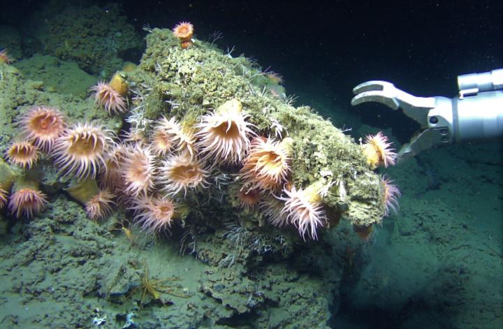 Sampling of Methane-Derived Carbonate Crust at 1200 M Deep Seafloor Offshore Svalbard