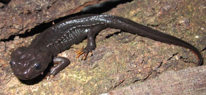 <i>Tylototriton pasmansi obsti</i>