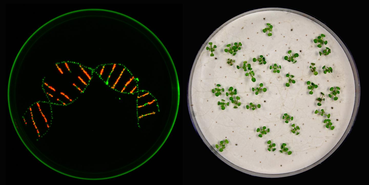 Germination and Helix