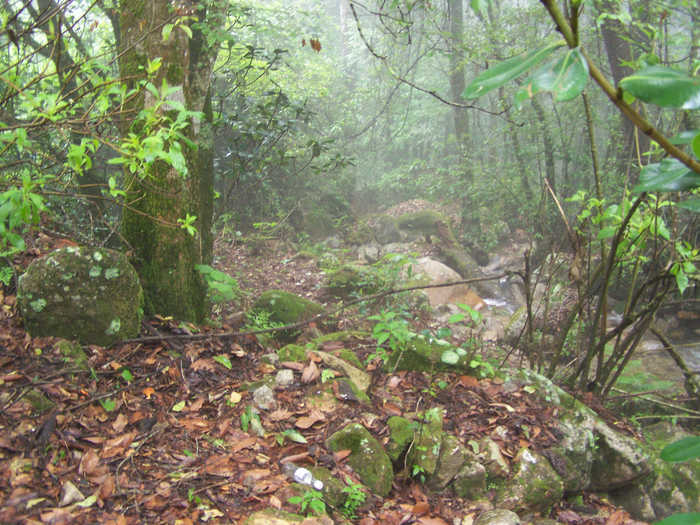 Mexican habitat