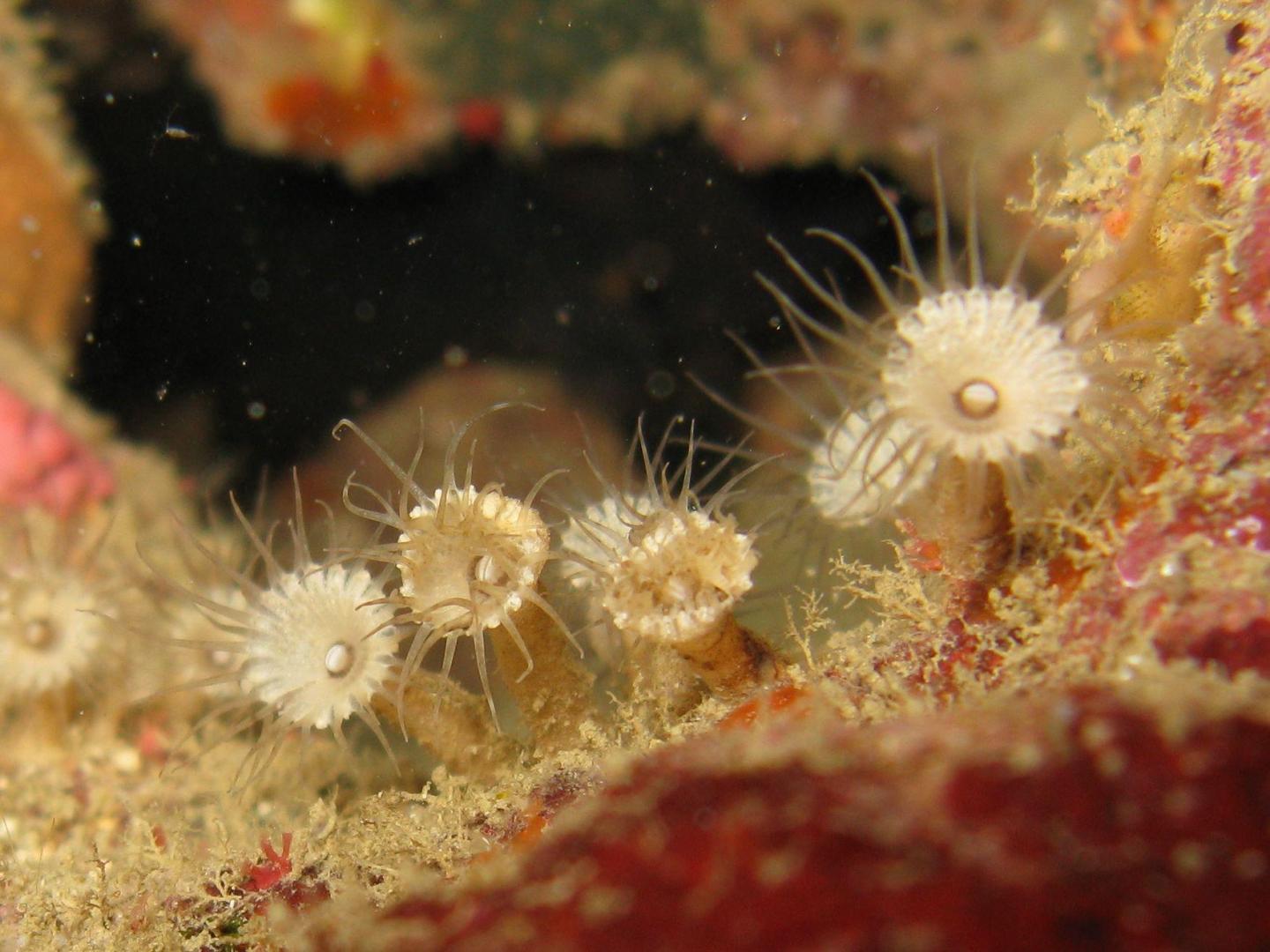 <I>Palythoa mizigama</I>