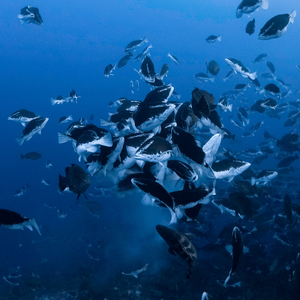 Nassau grouper spawning aggregation