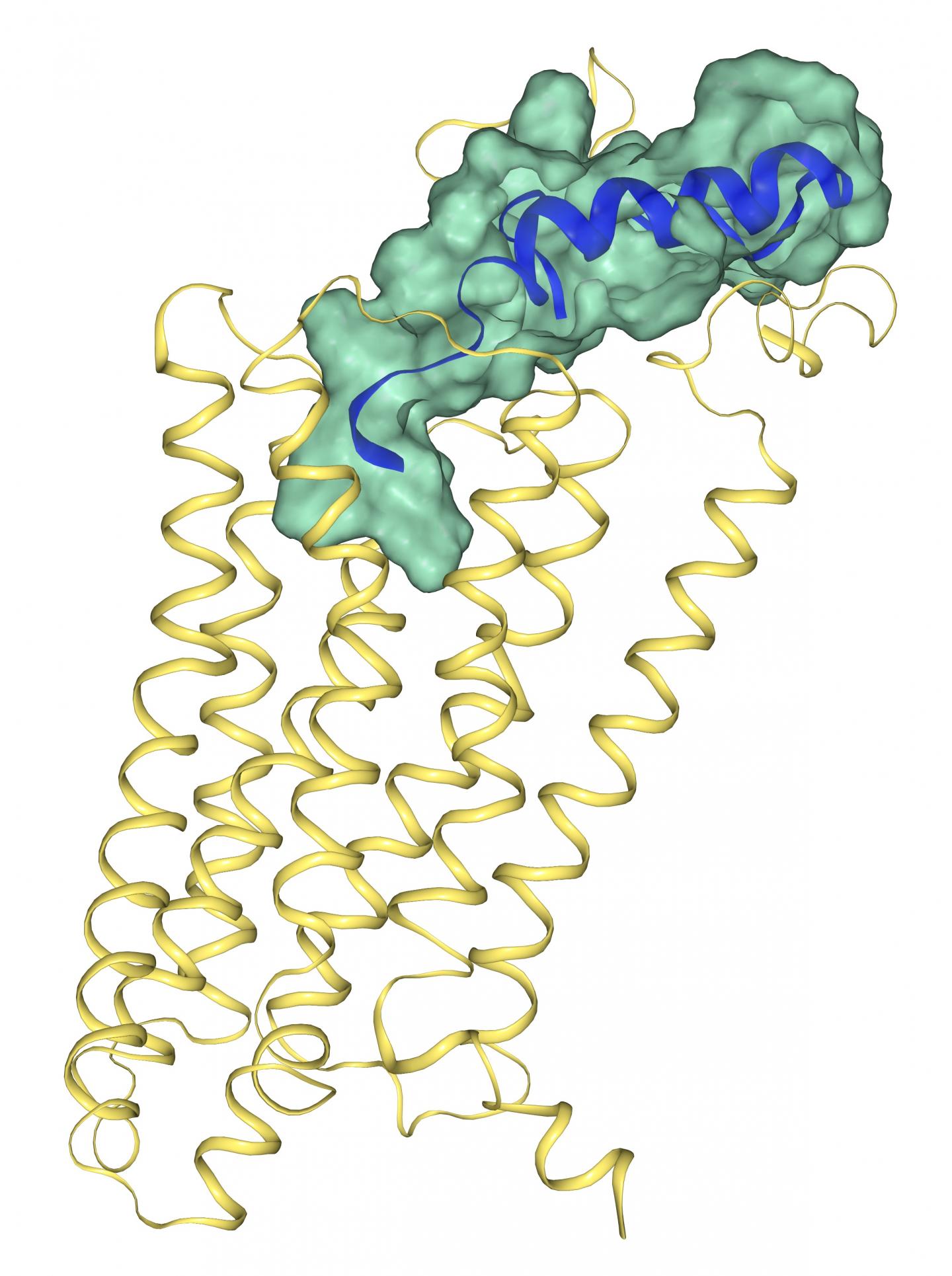 Crystal Structure for a Neuropeptide Y Receptor