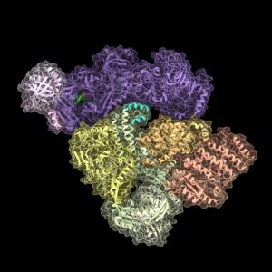 CST–Polymerase