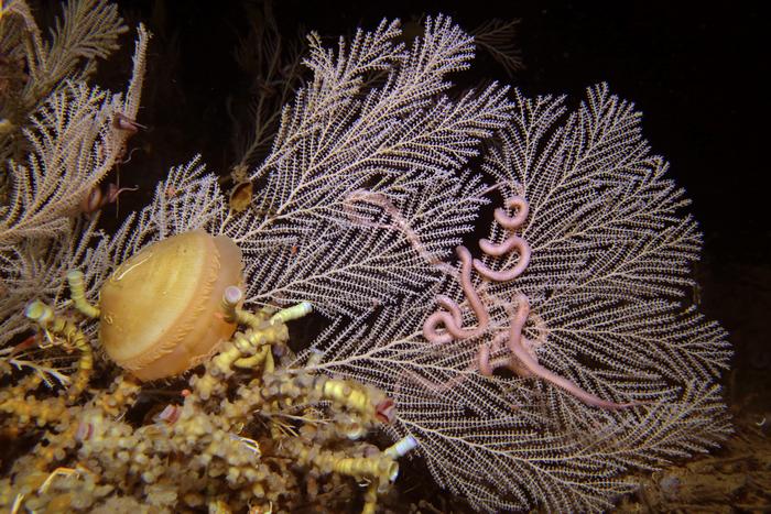 Coral, clam and tubeworms