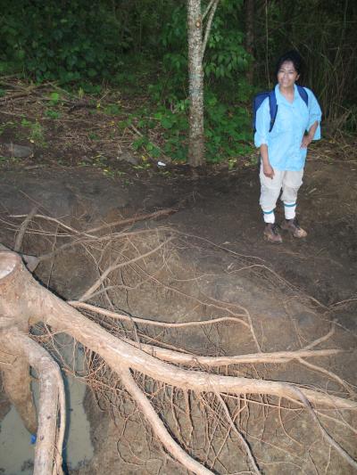 <i>Pachira quinata</i> with M. Ogden