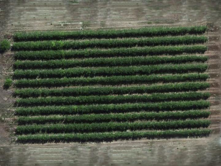 Aerial Orchard