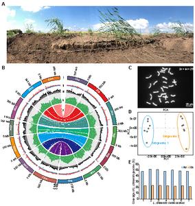 Morphological view and genomic profile of forage Sheepgrass