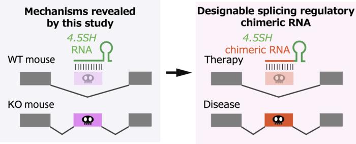 The function of 4.5SH RNA could be exploited for gene therapy