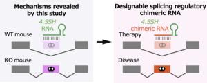 The function of 4.5SH RNA could be exploited for gene therapy