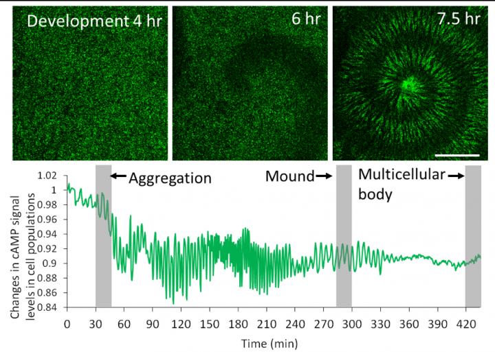Fig. 2. Fluorescence Imaging of cAMP Signaling in Cell Populations