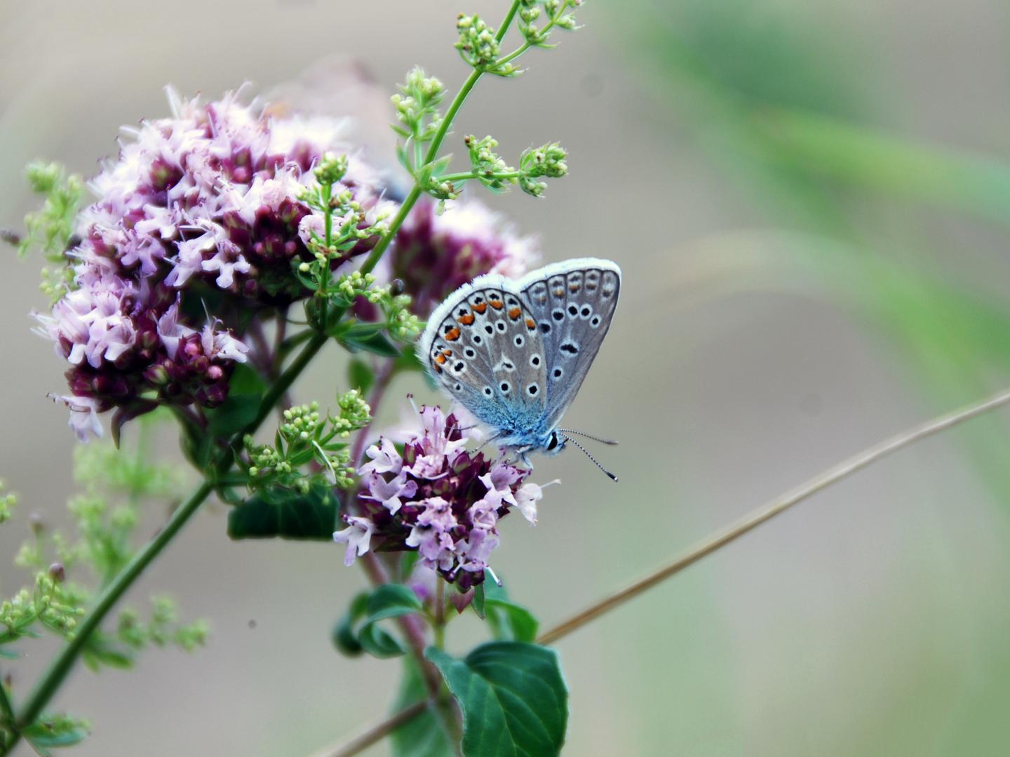 Hominy Blue (<em>Polyommatus icarus</em>)