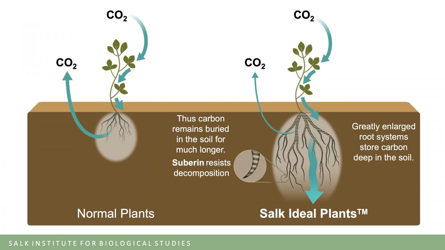 Salk Ideal Plants image [IMAGE] | EurekAlert! Science News Releases