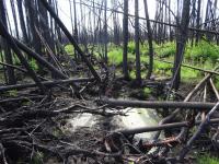 Burned-over peatland