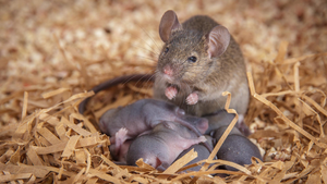 Mother mouse and pups