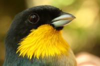 Yellow-Throated Tanager