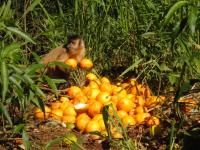 Adult Female Capuchin Monkey Finds Oranges Provided by Humans