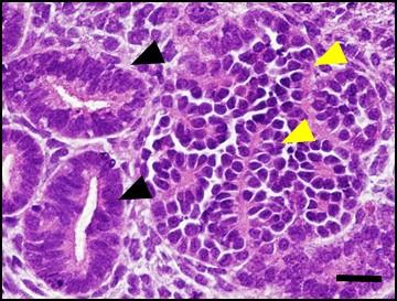 Reconstituted Nephron Structures