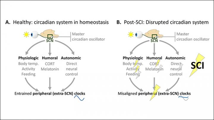SCI Disrupts Diurnal Rhythms