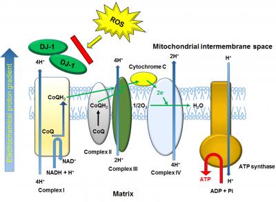 DJ-1 Function for Mitochondrial Protection