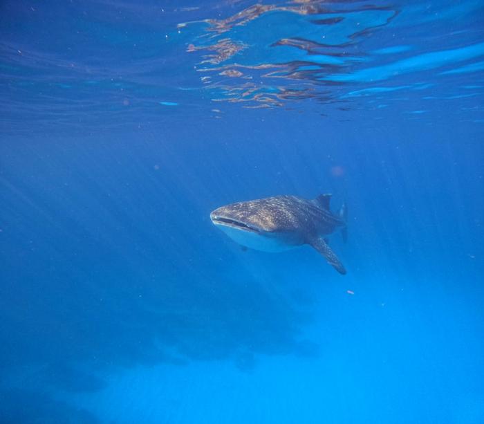 Whale shark swimming at Ningaloo Reef