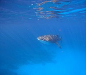 Whale shark swimming at Ningaloo Reef