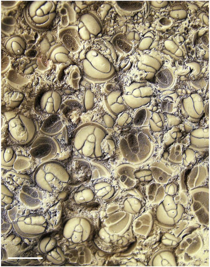 <i>Agnostus pisiformis</i> 3