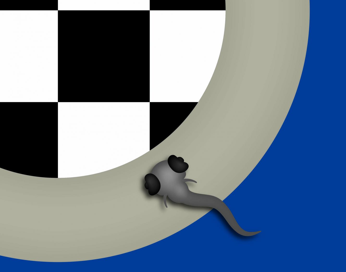 Zebrafish Swimming Towards Visual Threat -- Represented by Checkerboard