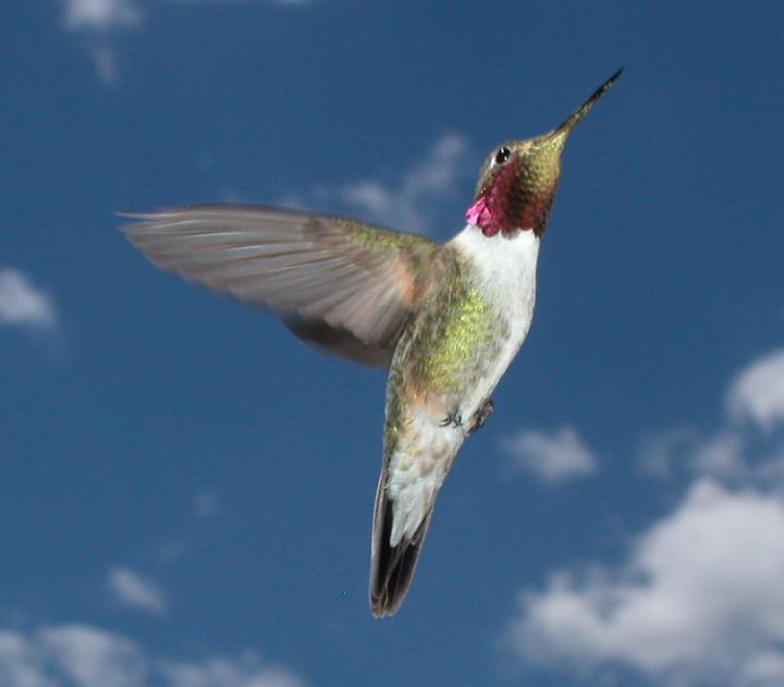 Dive-bombing for Love: How Male Broad-tailed Hummingbirds Woo Females 2