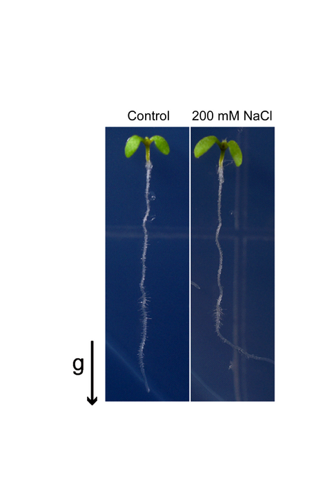 Wild-type seedlings in media without and with salt