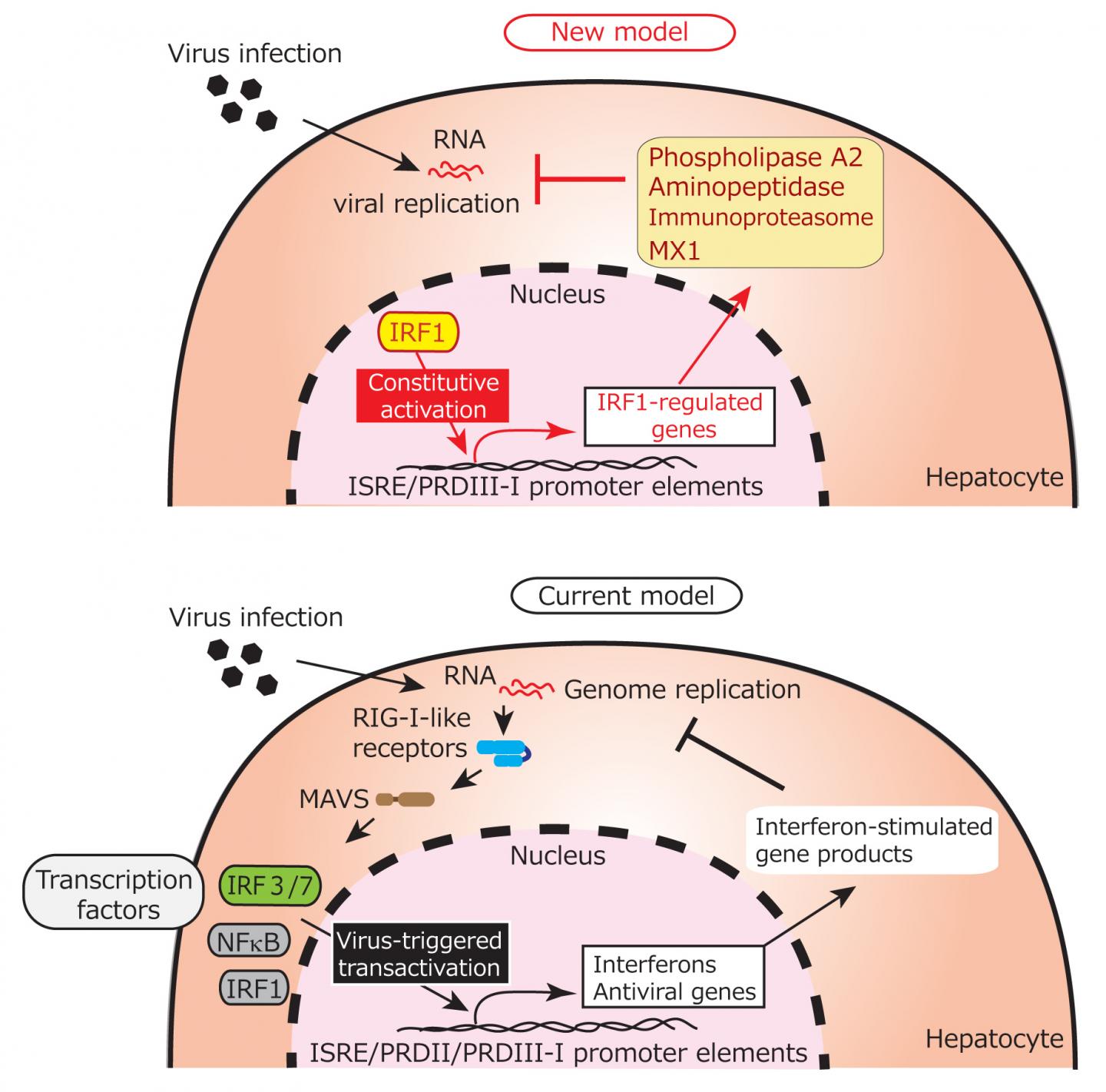 Hepatocytes Innate Immune Response to RNA Viruses