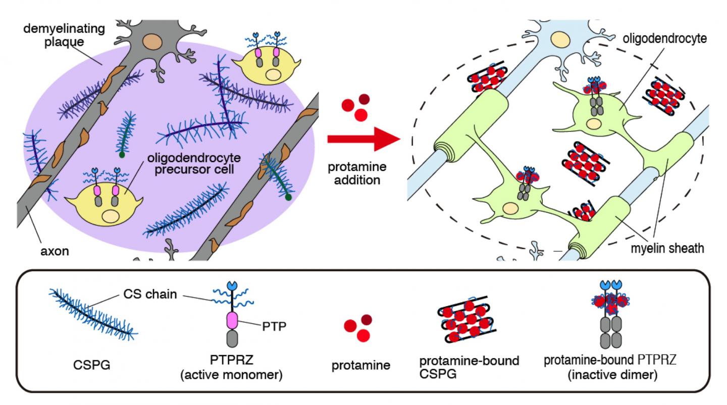 Protamine Neutralizes CSPG-Mediated Inhibition of Oligodendrocyte Differentiation