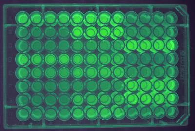 Green Fluorescent Protein