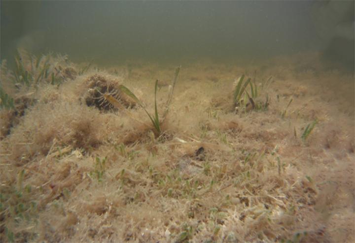 Dead seagrass