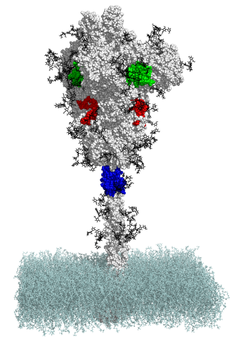 Three of the coldspots on the virus spike