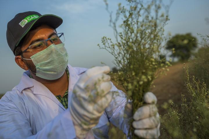 Scientist Examines Parthenium Weed