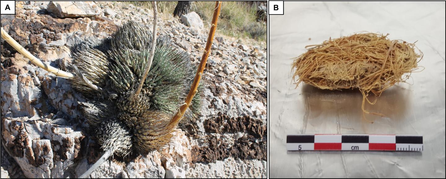 Agave Plant and Quid