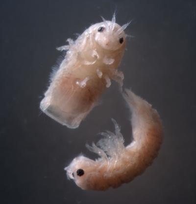 Seafarers’ Scourge Provides Hope for Biofuel Future (3 of 3)