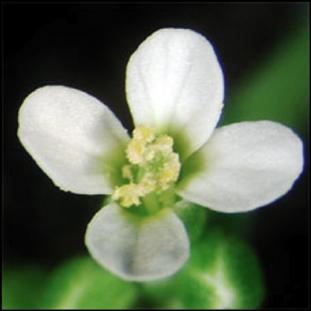 <em>Arabidopsis thaliana</em>'s Flower