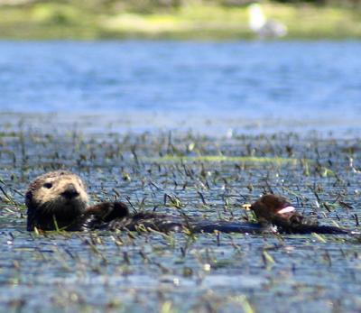 Otter in Eelgrass Bed