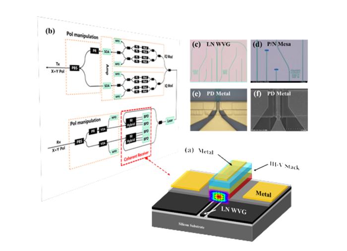 Schematic plot of the heterogeneous integrated photodiodes on TFLN Platform.